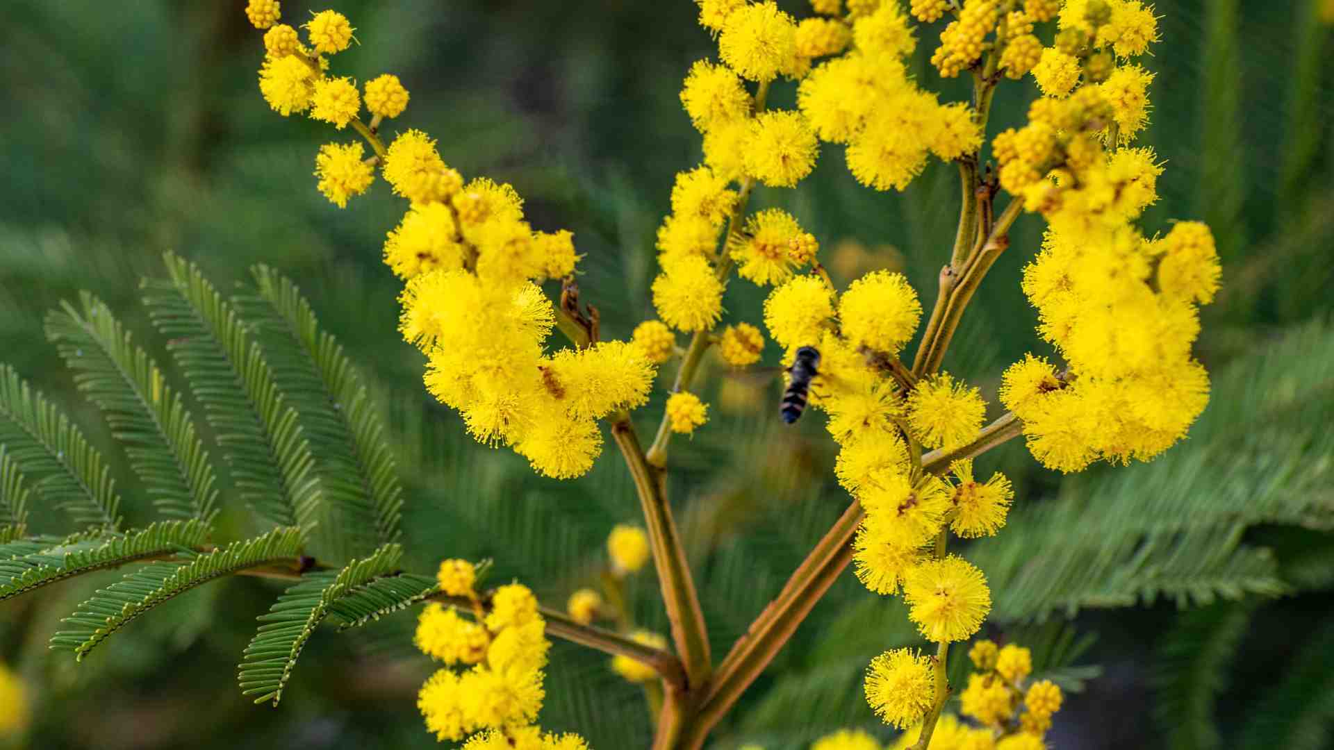 Wattle flower with insects